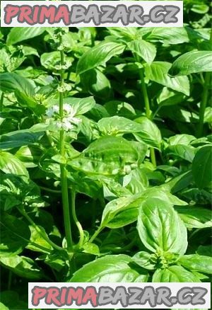 Bazalka pravá citronová - semena
