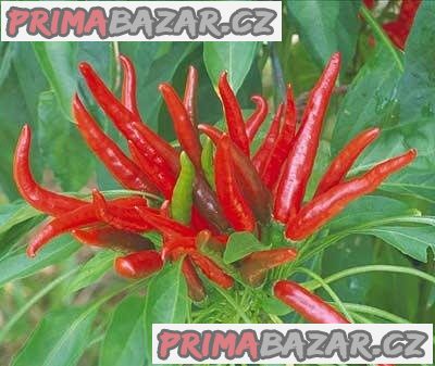 Chilli Poinsettia - semena