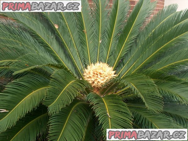 Cycas Revoluta - semena