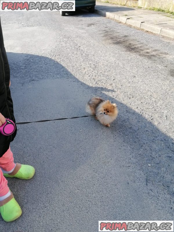 Fenka špice Pomerian