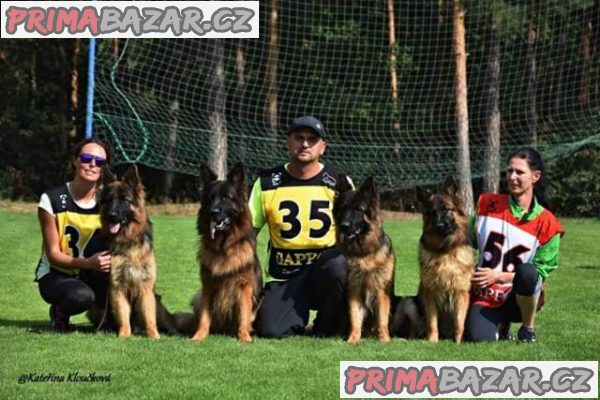 Německý ovčák dlouhosrstá štěňata – fotografie 3
