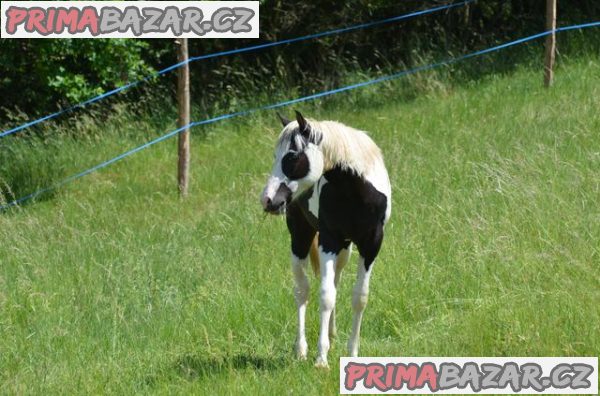 Prodám APH hřebce – fotografie 1