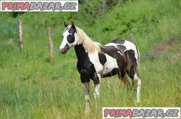 Prodám APH hřebce – fotografie 2
