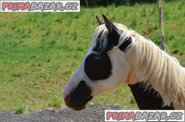 Prodám APH hřebce – fotografie 3