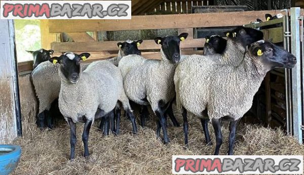 Romanovská jehňata – fotografie 1