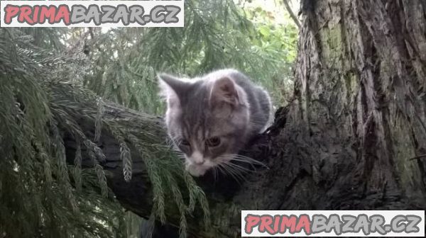 Prodám modré kočičky bez PP – fotografie 2