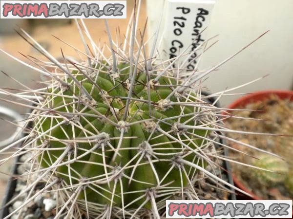 kaktus Acanthocalycium klimpelianum P 120 - semena