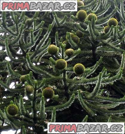 Araucaria Araucana -  10 semen - akce