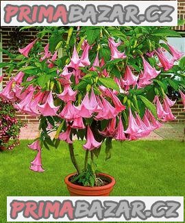 Brugmansia Suaveolens - sazenice