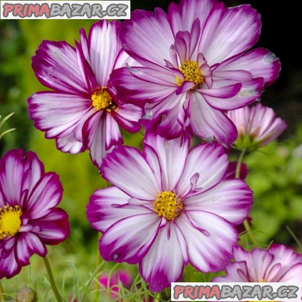 Krásenka Fizzy rRose Picotee - semena
