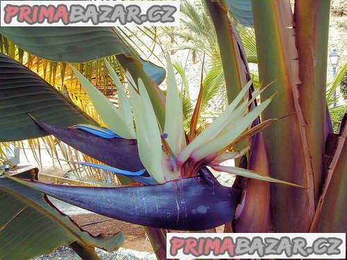 Strelitzia Nicolai - nakklíčená semena