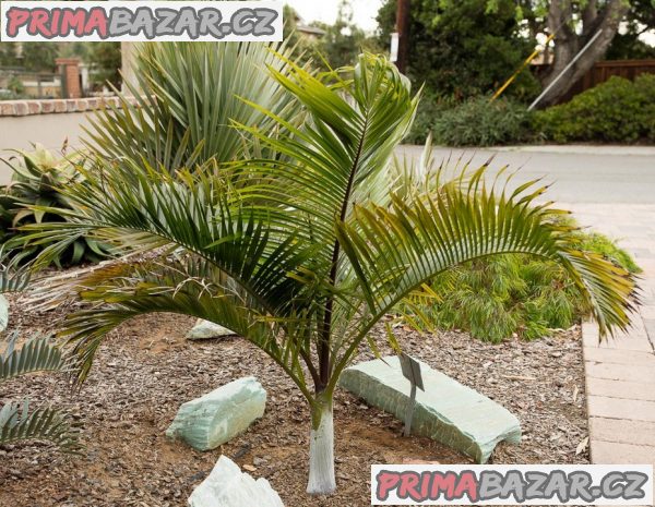Dypsis Ambositrae - naklíčená semena