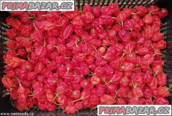 Chilli Carolina reaper - semena