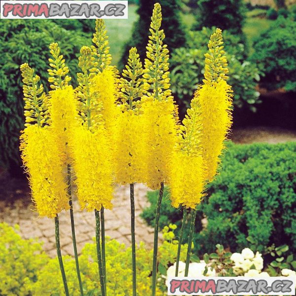 Eremurus stenophyllus - semena