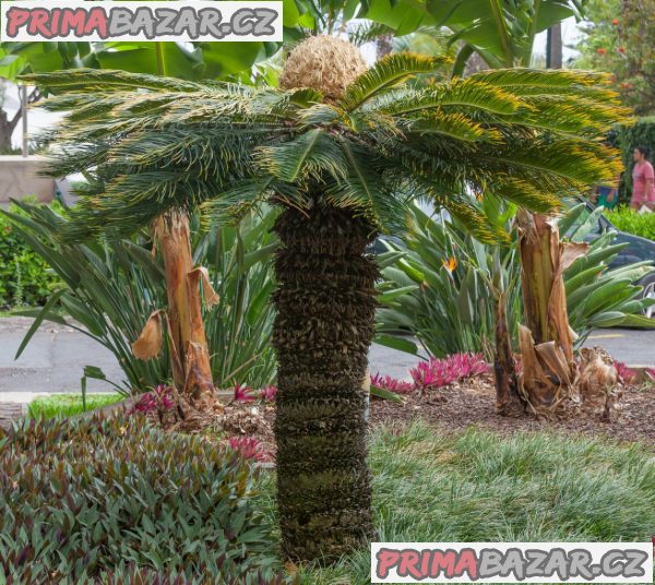 Cycas Revoluta - naklíčená semena,12.10. sleva 30 %