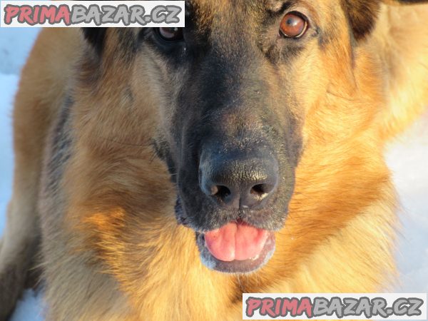 Německý ovčák fena – fotografie 1