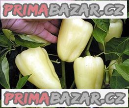 Paprika Amy - semena