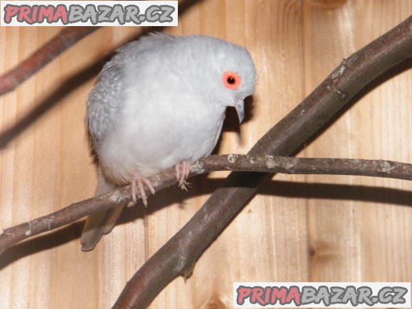 Holoubek diamantový – fotografie 3