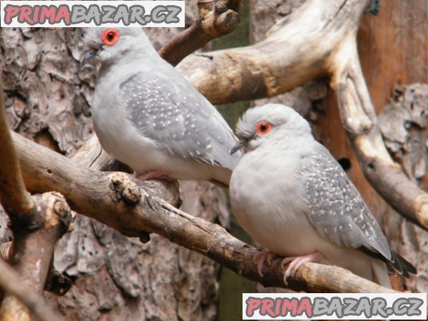 Holoubek diamantový – fotografie 4