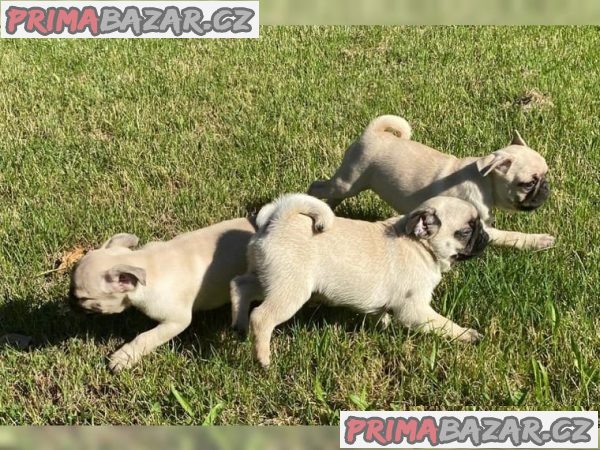 Mops chovný pes s rodokmenem VDH (na prodej!) – fotografie 1