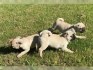 Mops chovný pes s rodokmenem VDH (na prodej!)
