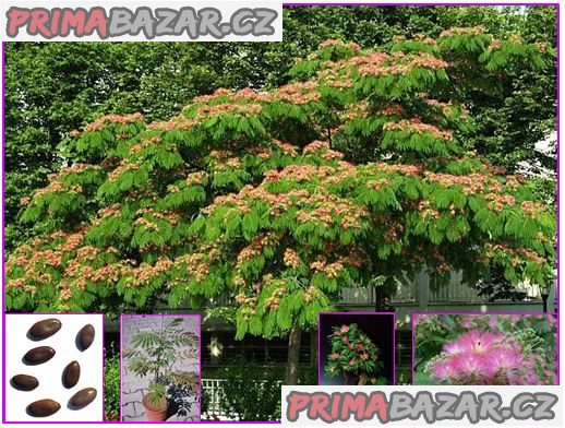 Albizia Julibrisin Mrazuvzdorná Mimóza - semena