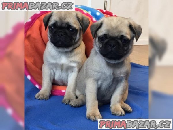 Čistokrevná štěňata Mops. – fotografie 1