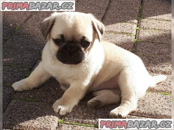 Mops Mops – fotografie 1