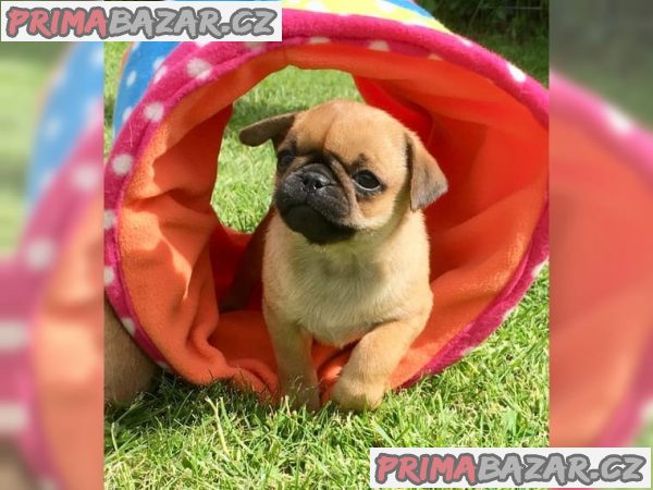 Mops Mops – fotografie 2