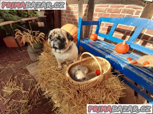 Mops Mops – fotografie 3