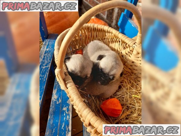 Mops štěňata FCI / DMC“ – fotografie 1