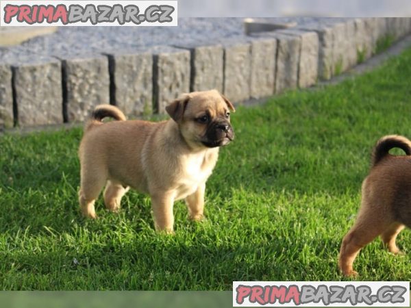 Mops štěňata FCI / DMC“ – fotografie 2