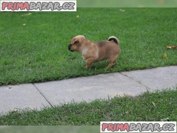 Mops štěňata FCI / DMC“ – fotografie 3