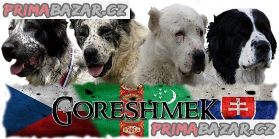 Středoasijský pastevecký pes - SAO s PP – fotografie 1