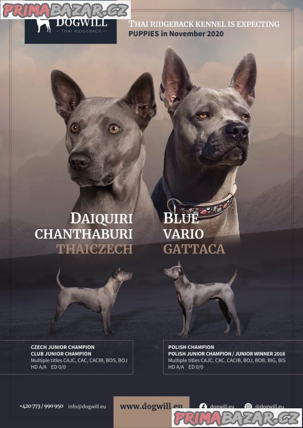 Thajský ridgeback - Exkluzivní modrá štěňata s PP