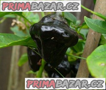 Chilli Tasmania red - semena