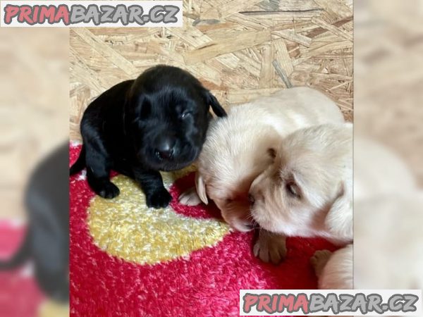 Fenka Labrador retrívra štěňata – fotografie 1