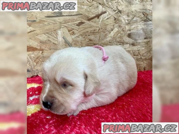 Fenka Labrador retrívra štěňata – fotografie 2