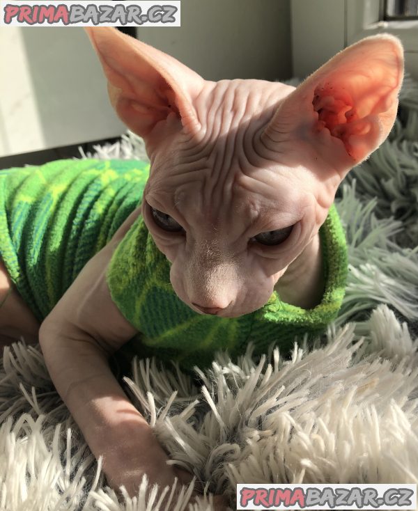 Prodám kocourka Kanadský sphynx – fotografie 2