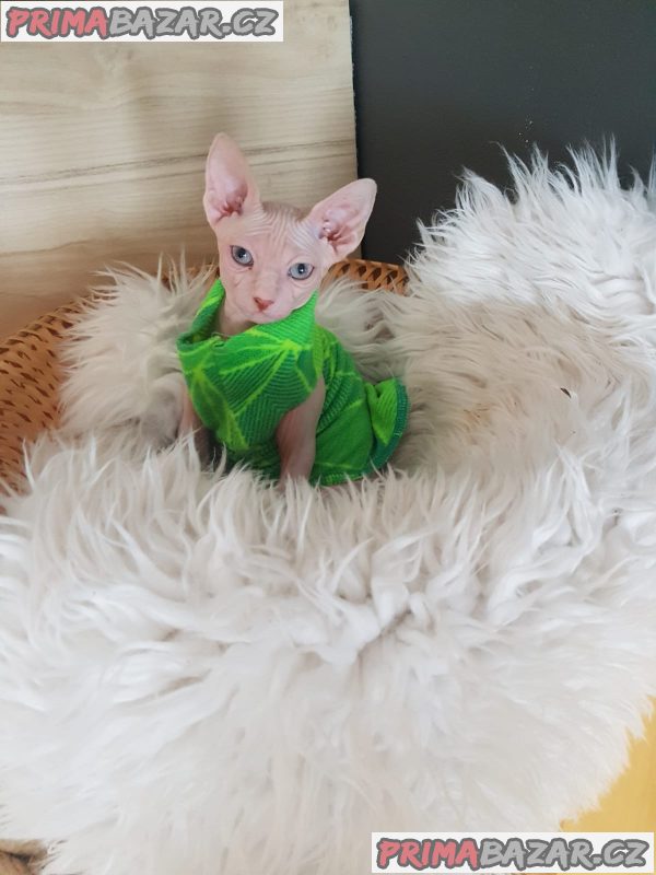Prodám kocourka Kanadský sphynx – fotografie 3