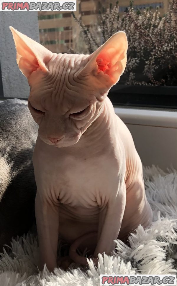 Prodám kocourka Kanadský sphynx – fotografie 5