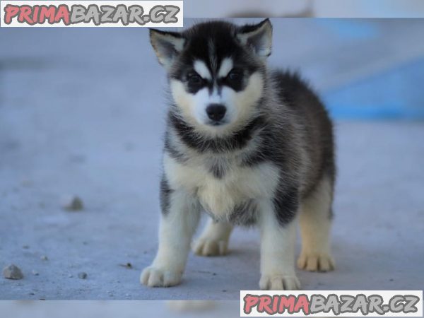 Čistokrevný Sibiřský Husky s PP – fotografie 2