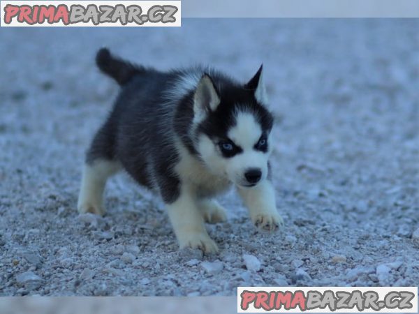 Čistokrevný Sibiřský Husky s PP – fotografie 3