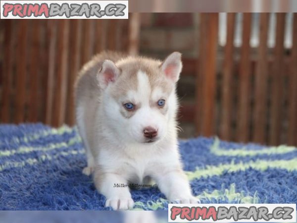 Čistokrevný Sibiřský Husky s PP – fotografie 4