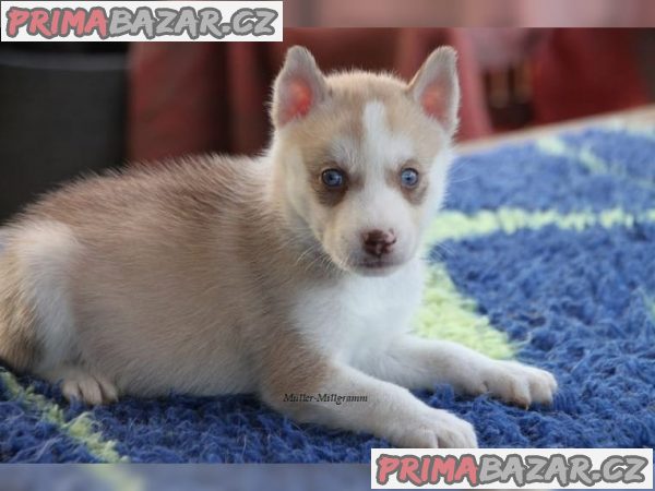 Čistokrevný Sibiřský Husky s PP – fotografie 5