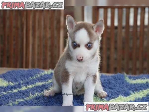 Čistokrevný Sibiřský Husky s PP – fotografie 6