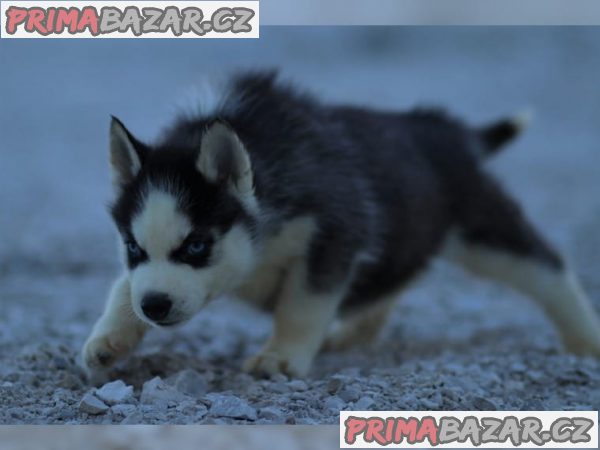Čistokrevný Sibiřský Husky s PP – fotografie 7