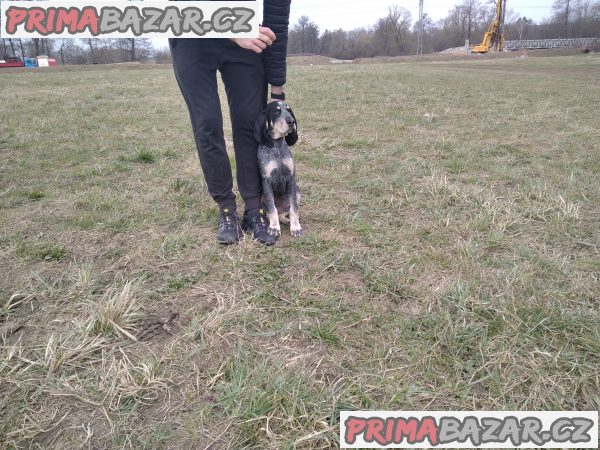 Psí škola a školka – fotografie 2