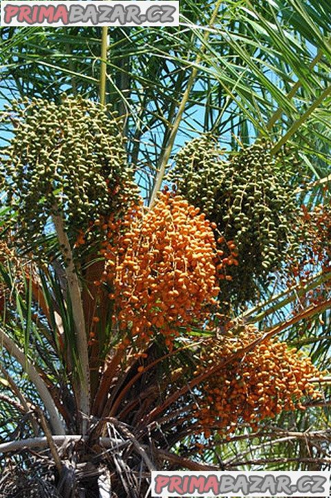 Sazenice Palma Phoenix reclinata – Datlovník senegalský – fotografie 3