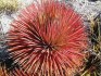 semena Agave  stricta rubra